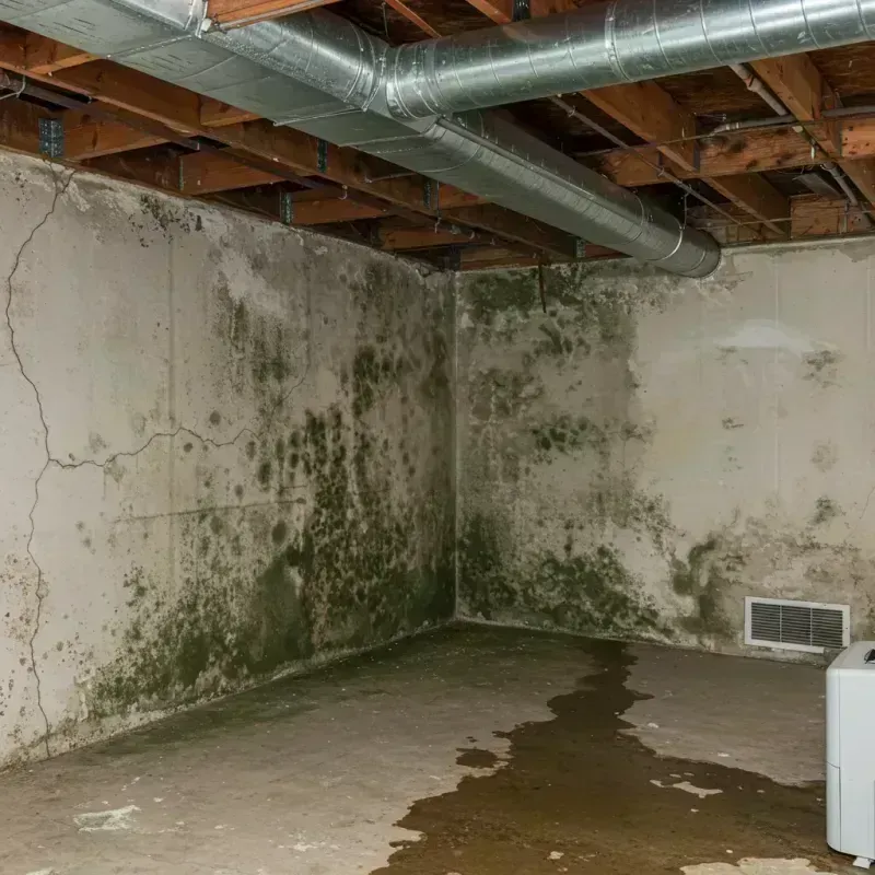 Professional Mold Removal in Rouses Point, NY